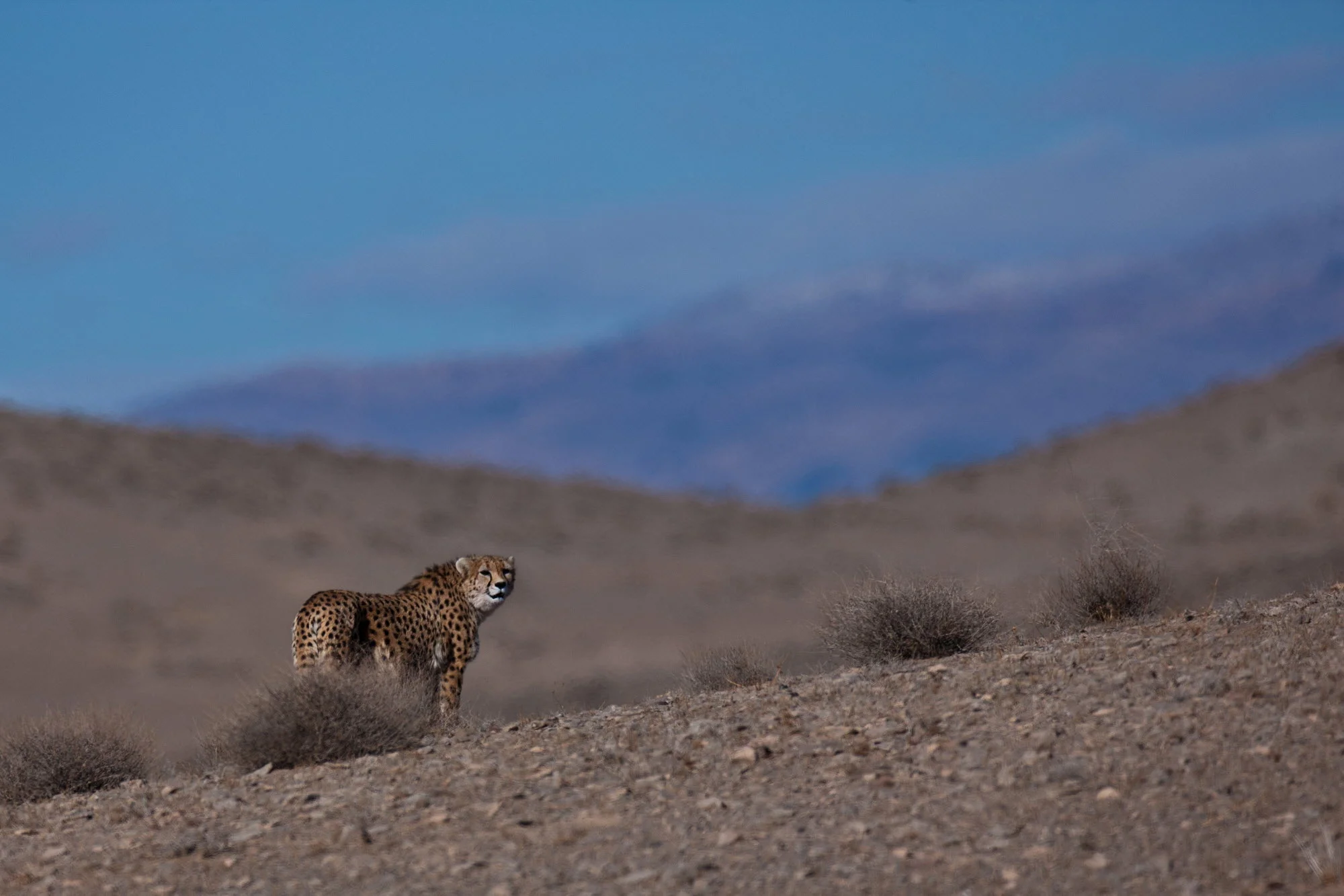 Asiatic cheetah. Only 50 individuals remain. Photo credit: Ali Mohajeran/WildscreenExchange