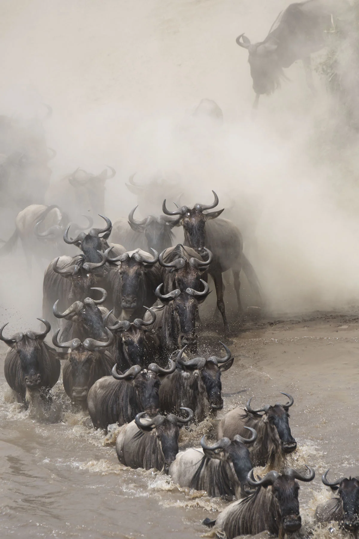 The wildebeest migration, Kenya 2017. Photo credit: Nadja Rutkowski, Le Petit Grand Films.