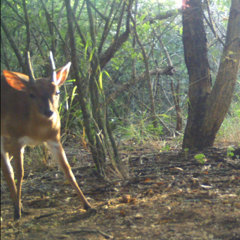 TWO ENDANGERED SPECIES DISCOVERED AT UKUWELA