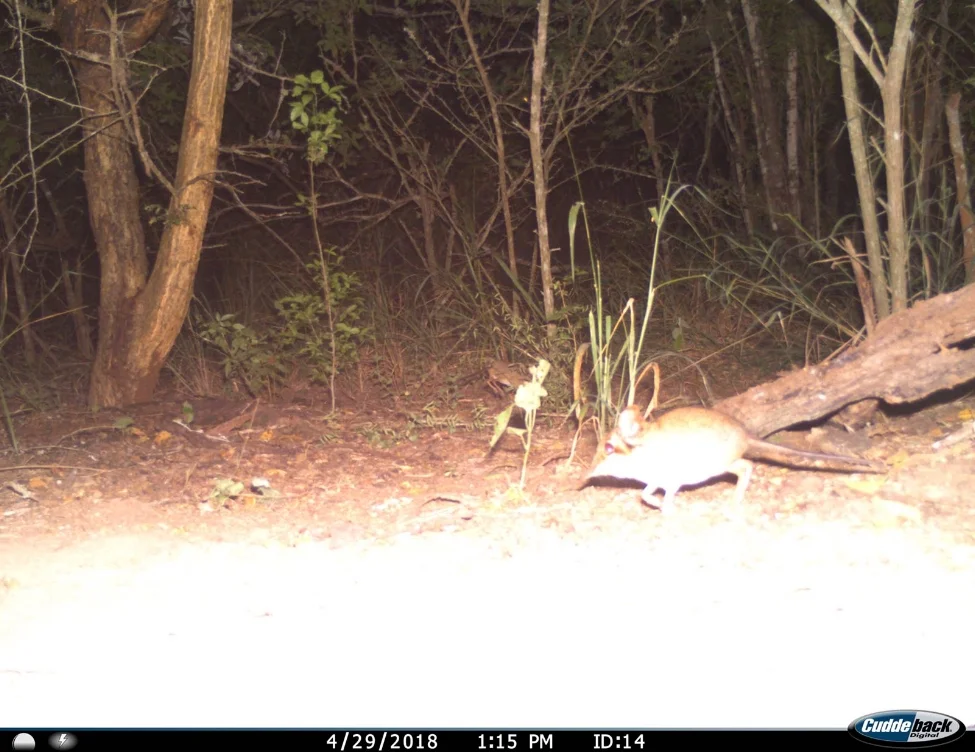 A four-toed elephant shrew or "sengi" (Petrodromus tetradactlyus) seen on the camera trap survey at the Greater Ukuwela Conservancy this month.
