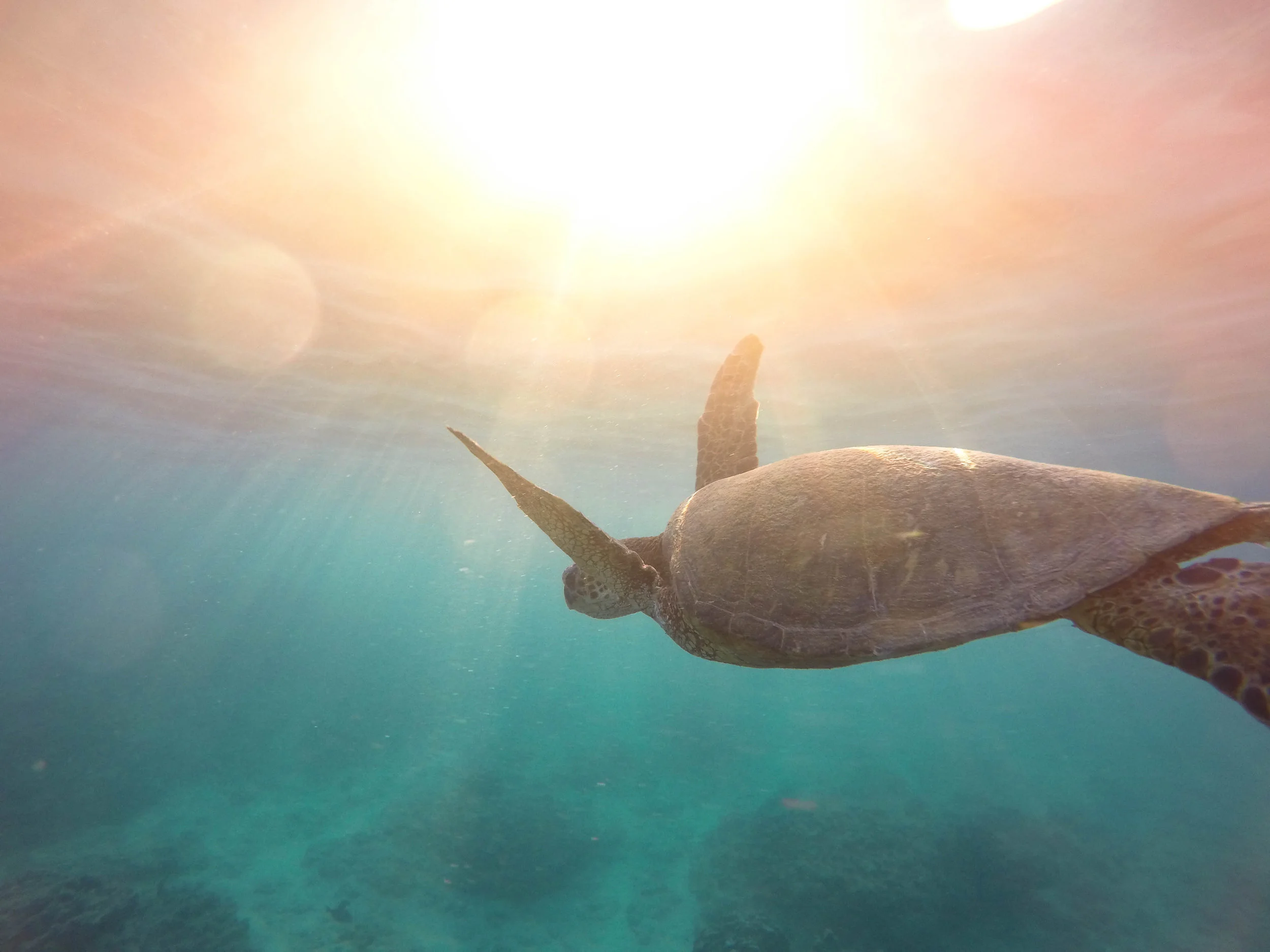 Green turtle Chelonia mydas swimming over a coral reef. Photo Credit: Jeremy Bishop/Wildscreen Exchange