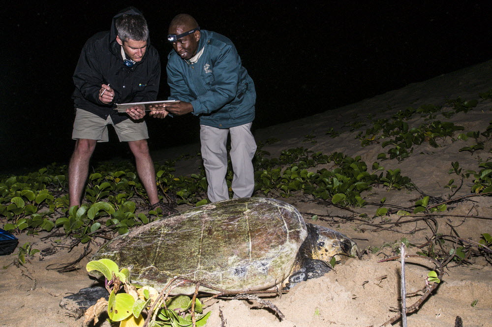 Loggerhead turtle tagging at iSimangaliso Wetland Park. Photo Credit: Peter Chadwick\WildScreen Exchange.