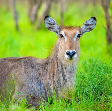 waterbuck rewilding.jpg