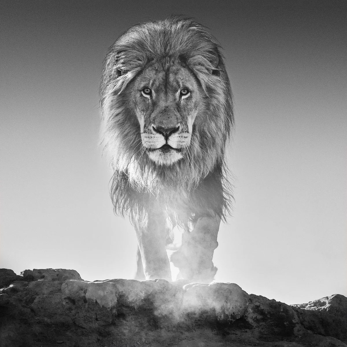 The Old Testament, Dinokeng South Africa 2017. David Yarrow Limited Edition.
