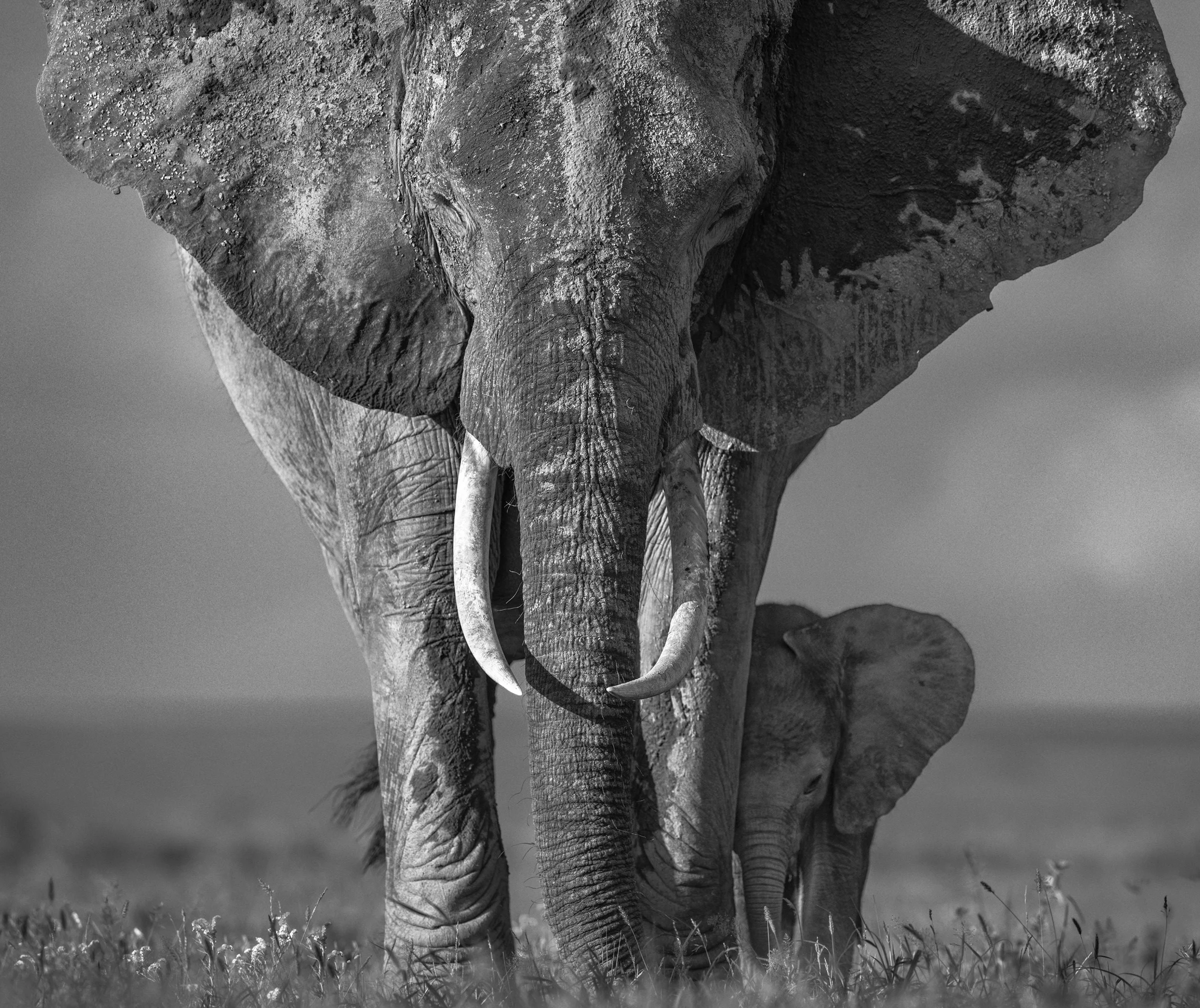The Walk of Life, Amboseli Kenya 2018. David Yarrow Limited Edition.