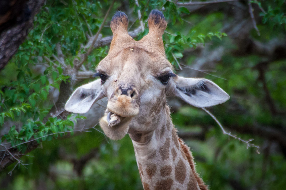 Happy World Giraffe Day Wild Tomorrow Fund