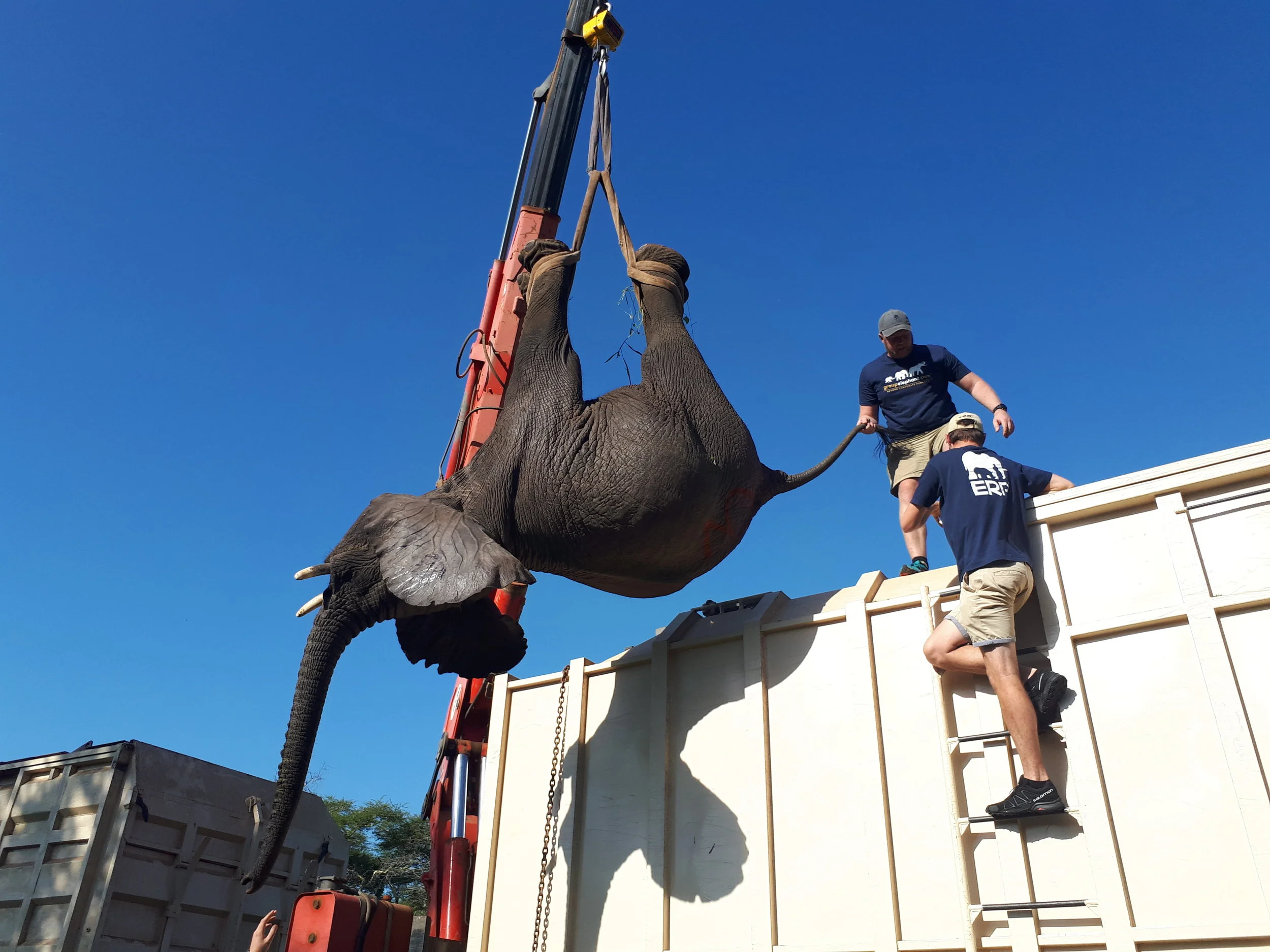Transferring elephants onto the truck.