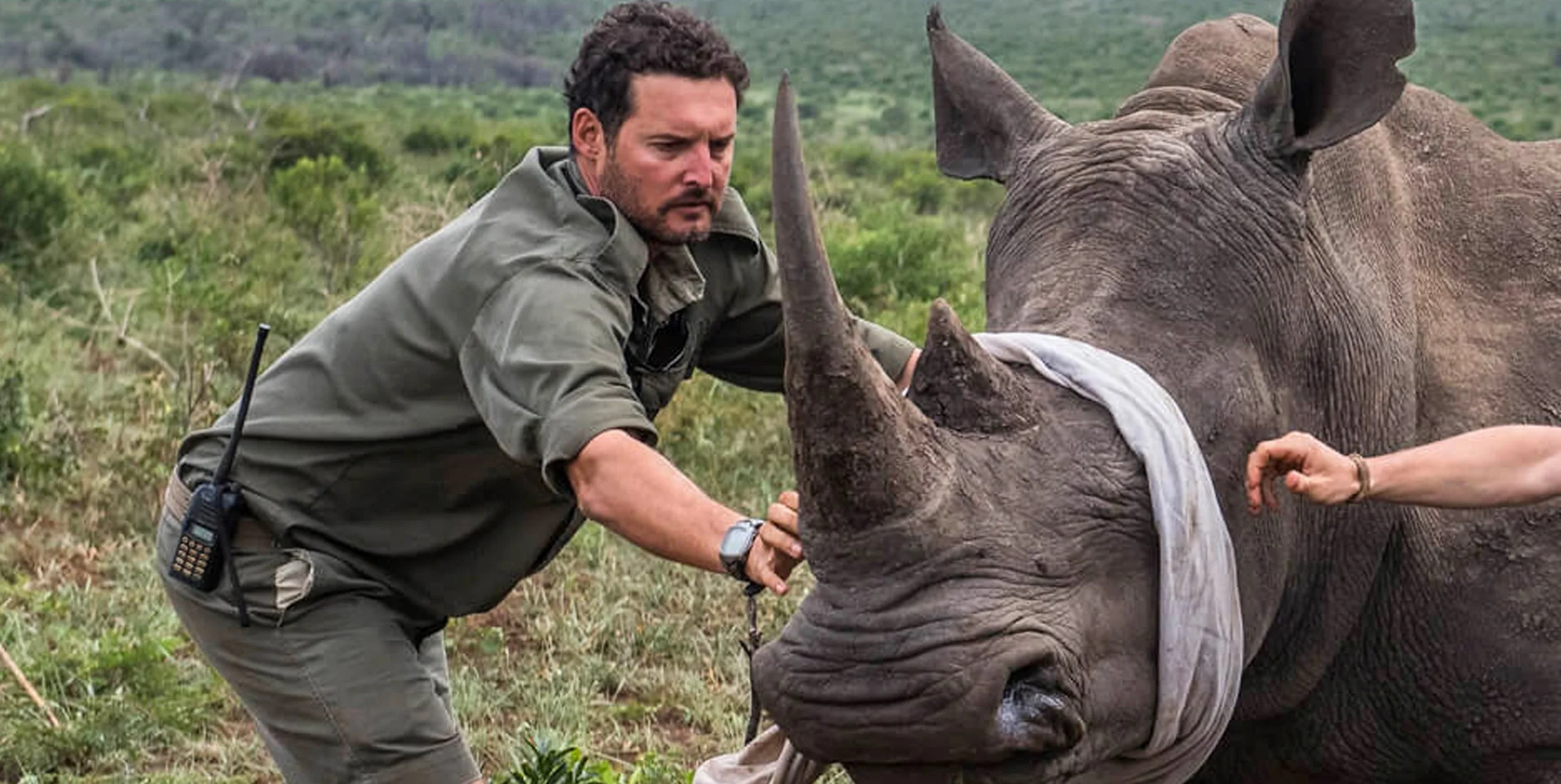 Simon Naylor, conservation manager at Phinda Private Game Reserve, blindfolds a rhino before dehorning