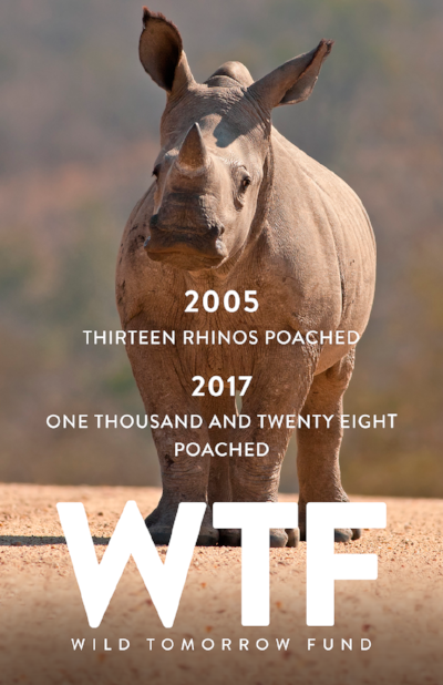 _0001_rhino(smal).png