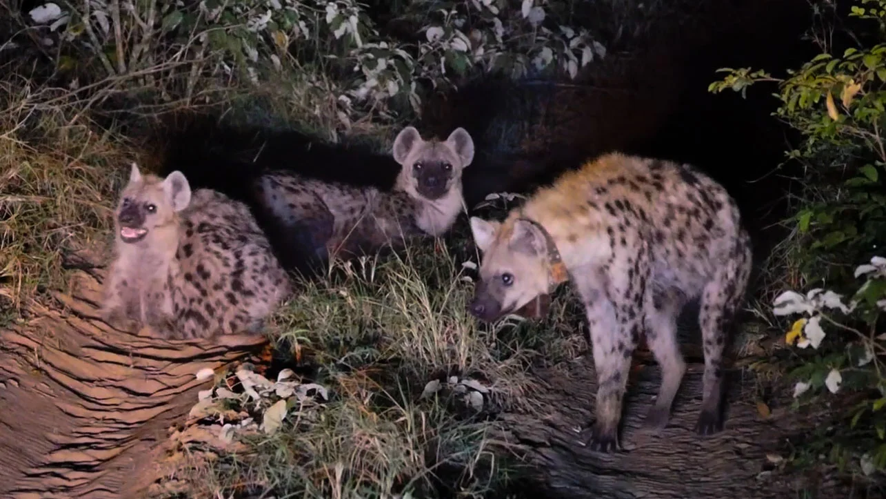 Three male spotted hyenas, one of which was just recently collared, photographed by Axel during an evening monitoring session. Photo: Axel Hunnicutt.