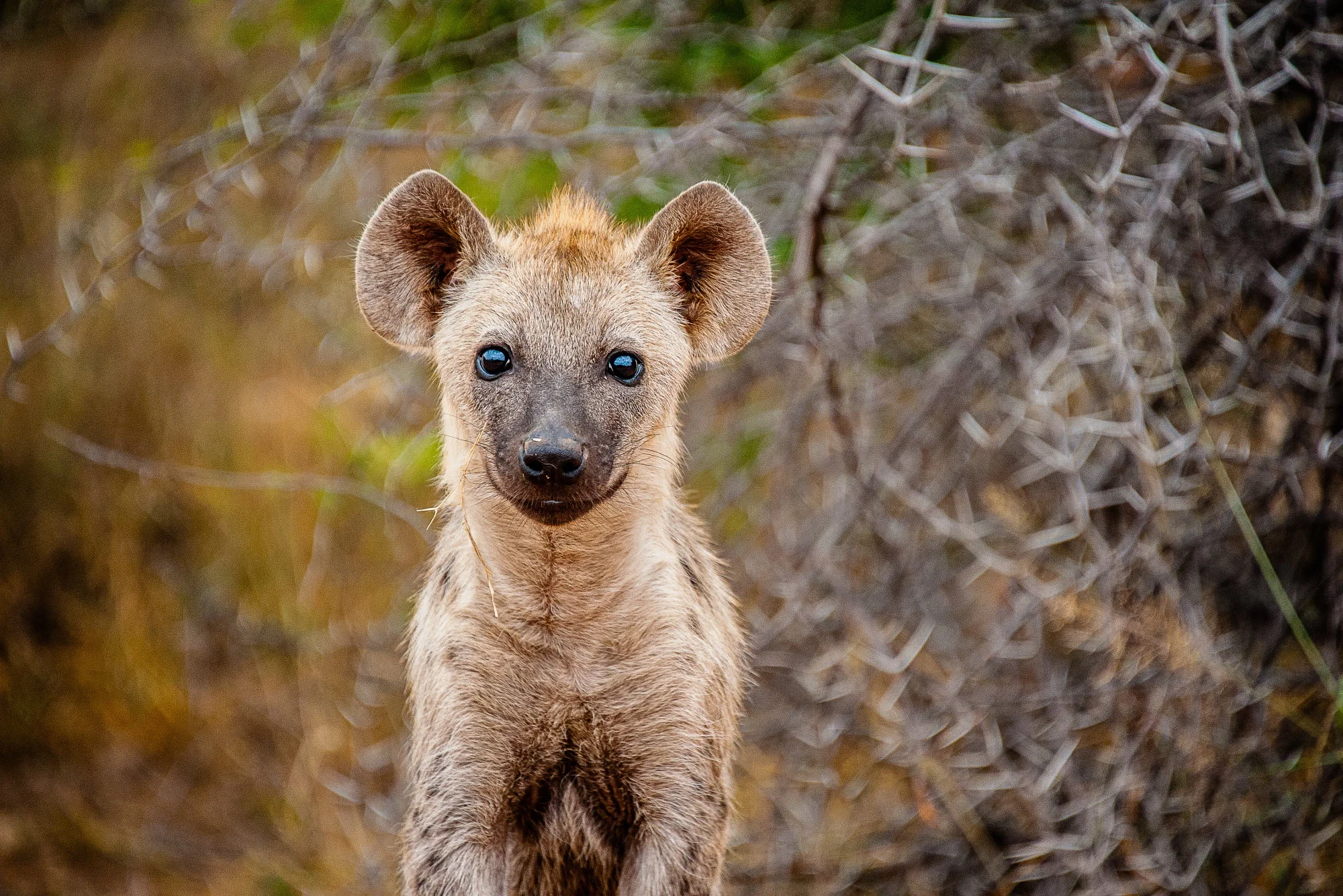 A spotted hyena portrait. Photo credit: Shannon Wild/Wildscreen Exchange