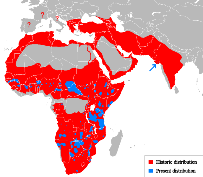 Distribución de leones: distribución histórica frente a distribución actual en África.  Fuente: Wikimedia Commons.  Ahora están confinados al 17% de su rango histórico.