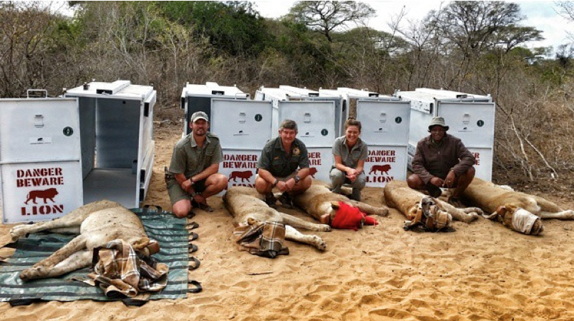 Cinco leonas donadas, listas para ser transportadas a Ruanda, con el equipo de conservación de andBeyond Phinda Private Game Reserve, Sudáfrica.  Crédito de la foto: Simón Naylor.