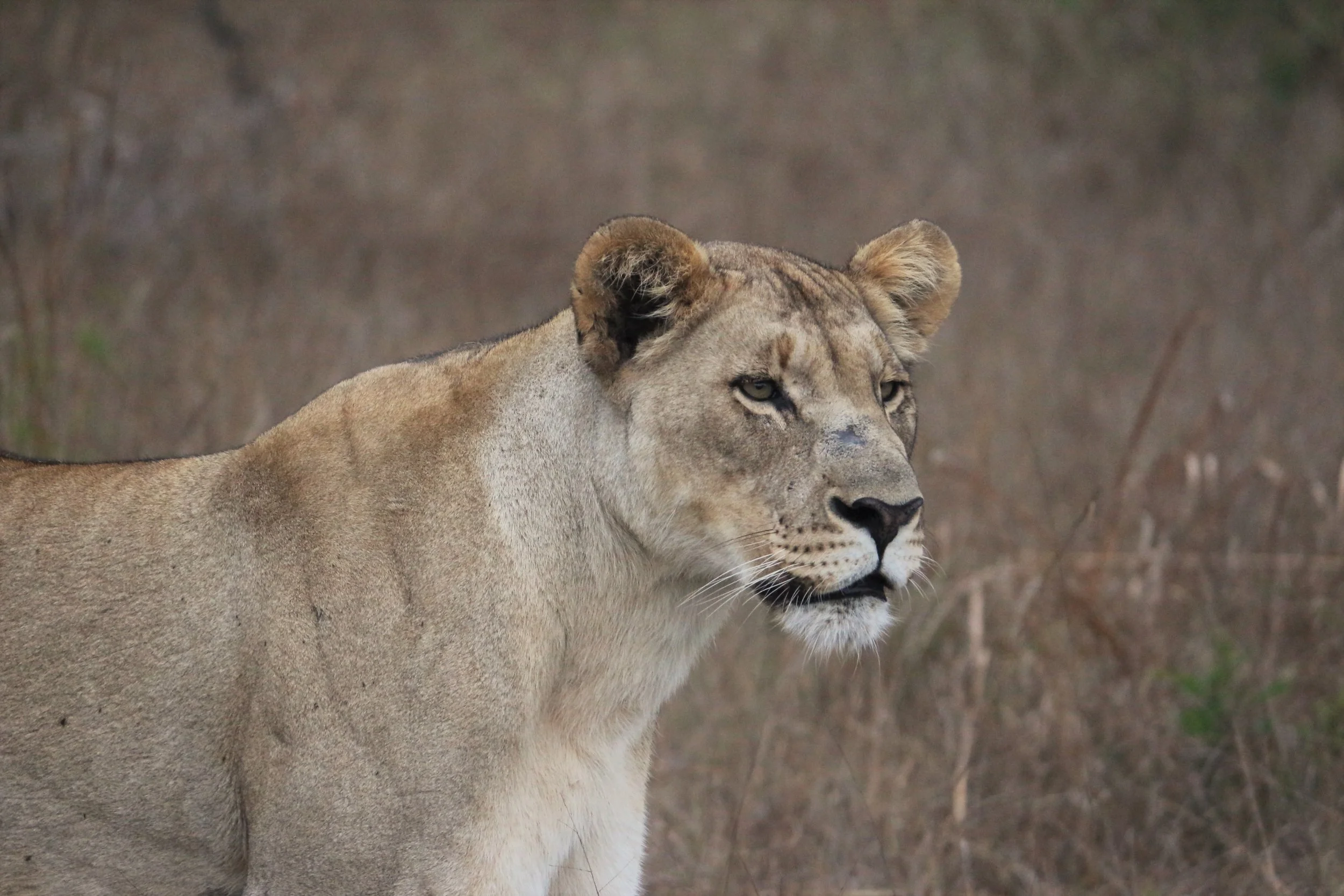 A lioness at Tembe Elephant Park. Photo Credit: Clinton Wright