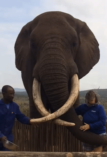 Our volunteer Paula getting her dream wish, kissing an elephant!
