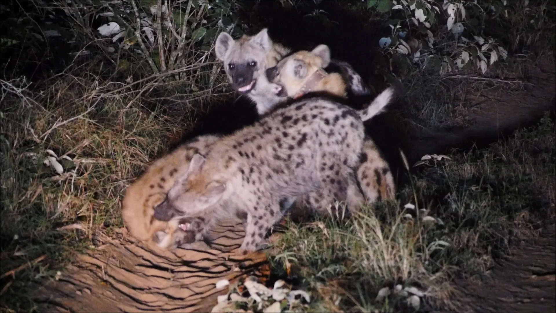 Male hyena #127 was the first to be collared. Here you see him playing and bonding with his clan, including a hyena pup!