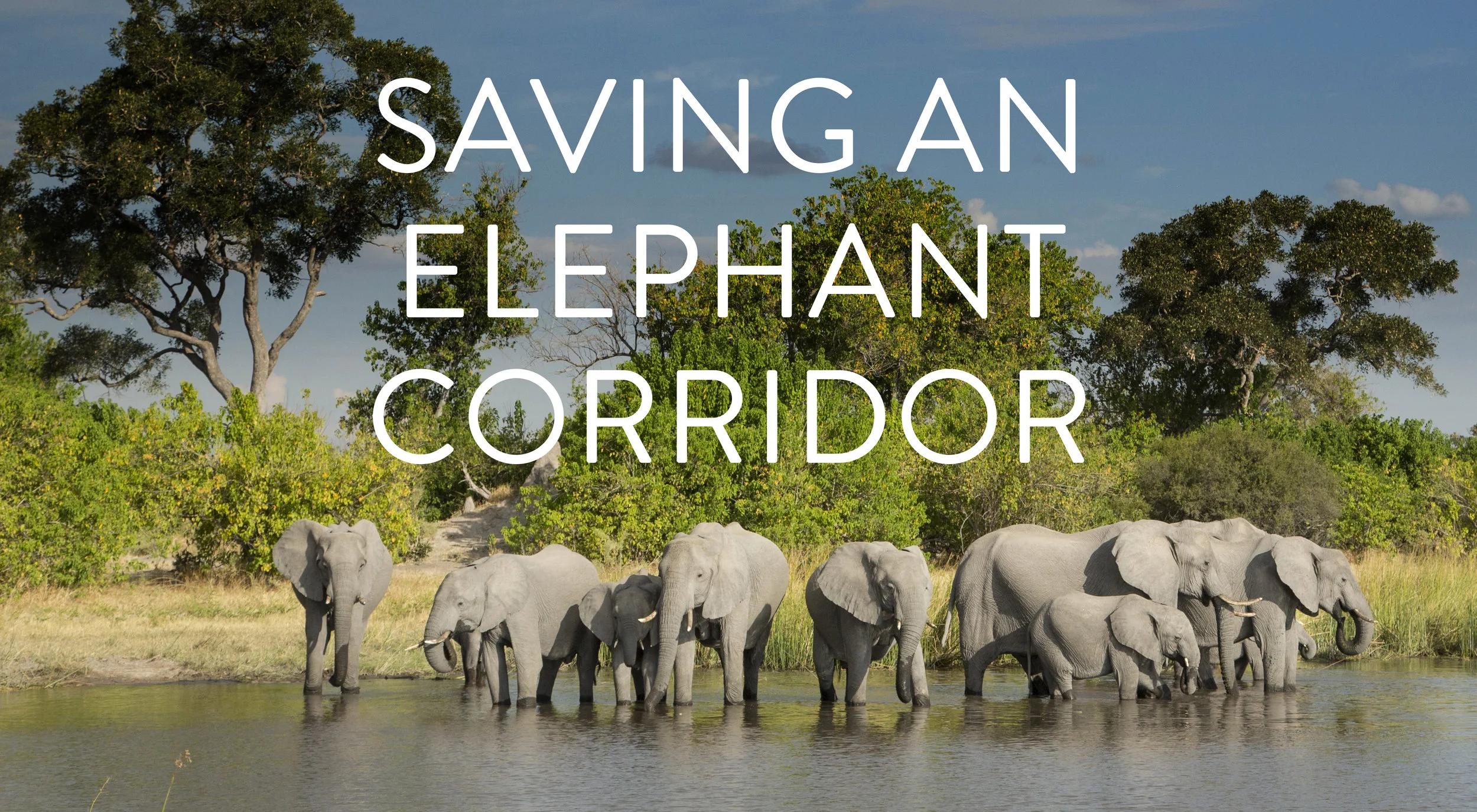 elephang corridor1.jpg