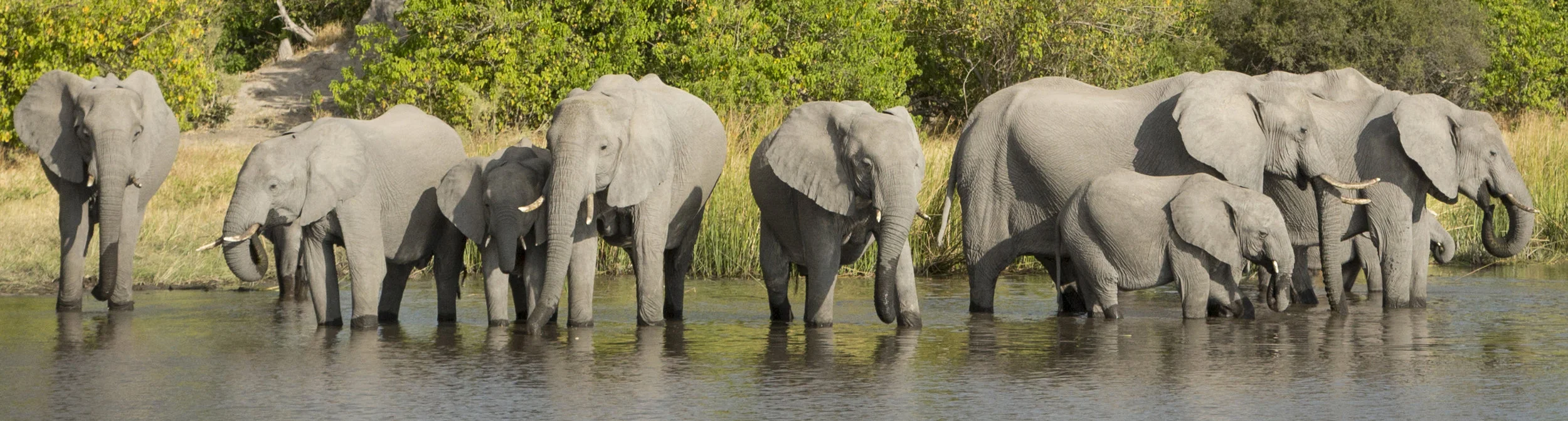 elephant test.jpg