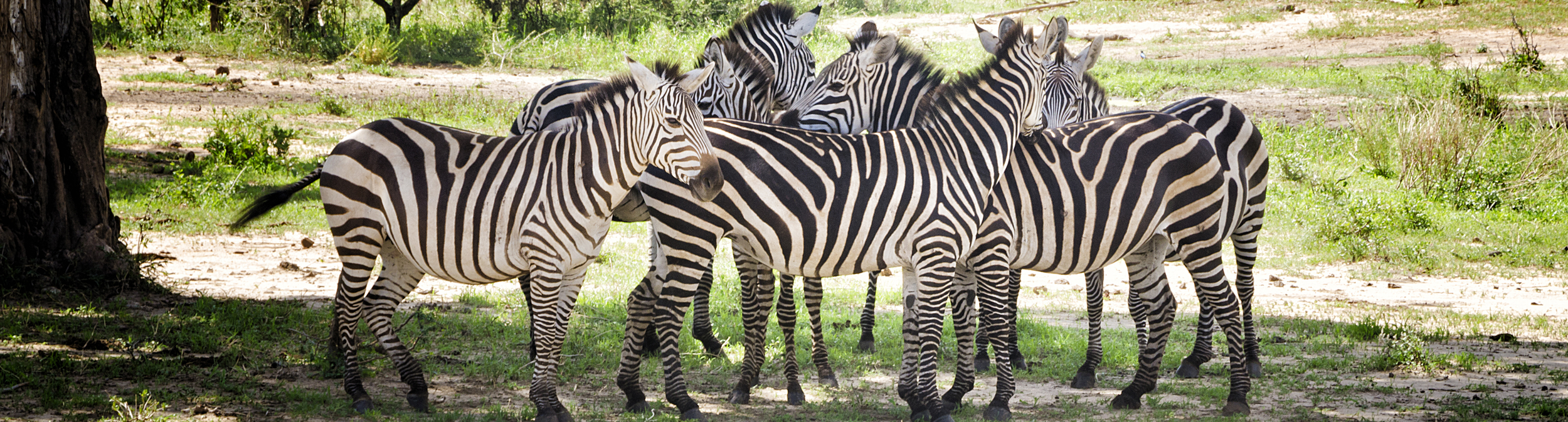 _0006_zebra.png