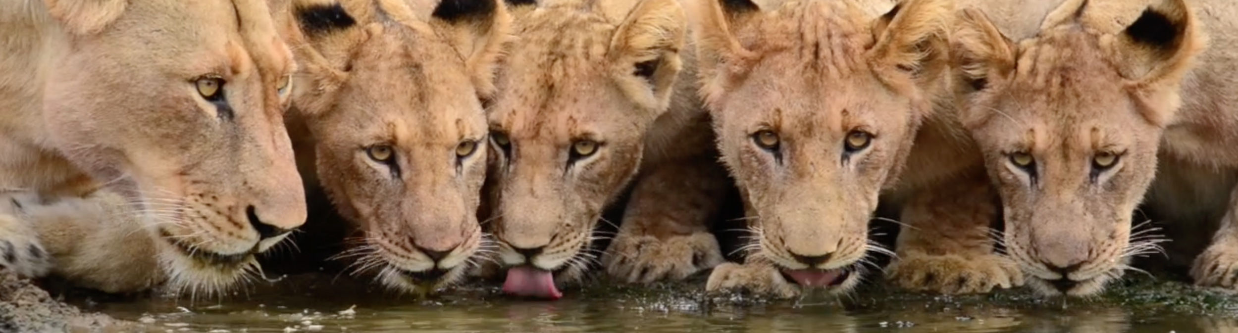 _0005_lions-drinking.png
