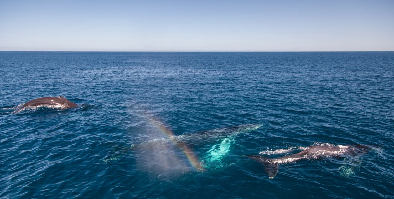 Humpback whales at surface. Photo Credit: Lynsey Smyth/Wildscreen Exchange