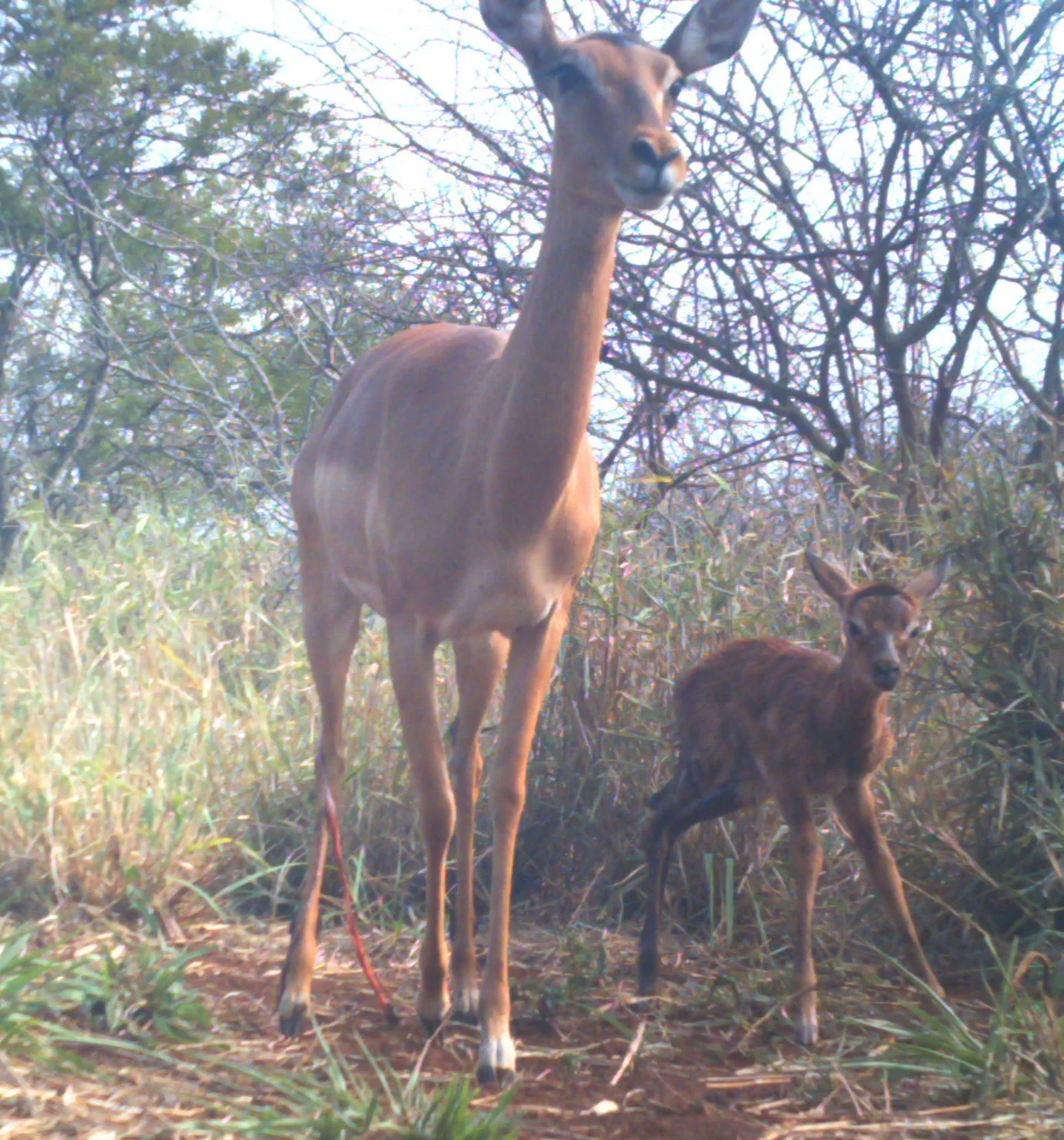 IMPALA BIRTH