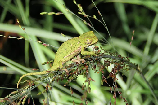 A flap-backed chameleon at Wild Tomorrow Fund’s Ukuwela Conservancy.