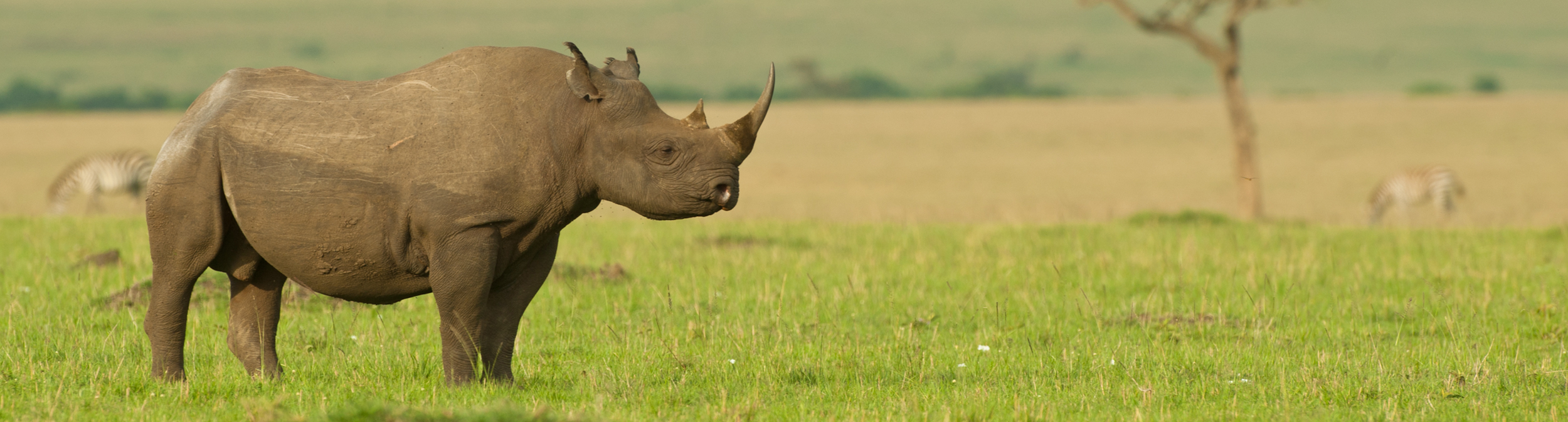 _0007_rhino.png