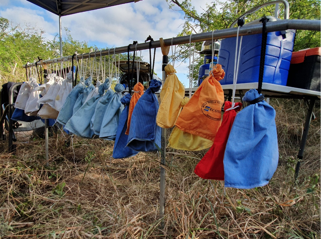 A clutch of 28 birds sit waiting in their capture bags to be processed and ringed. Their time in the bags and the temperature is monitored closely.