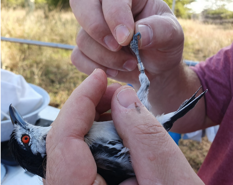A Black-backed Puffback (Dryoscopus cubla) gets a ring fitted.