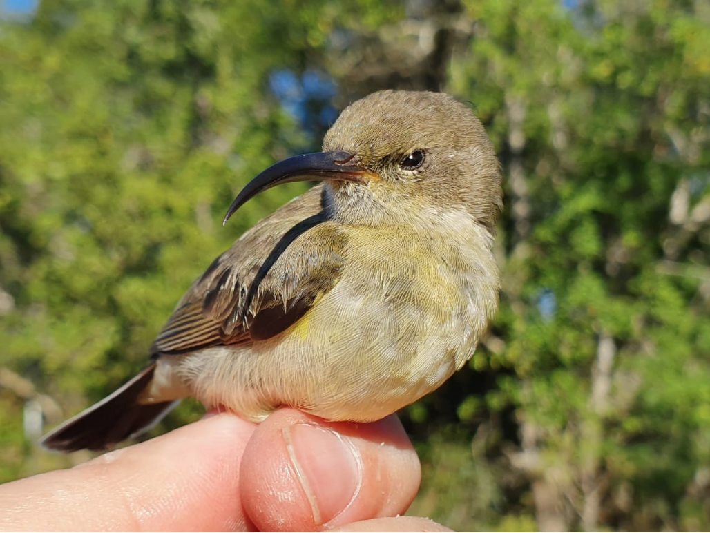 Female White-bellied Sunbird (Cinnyris talatala)