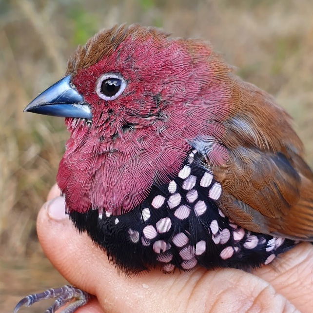 OUR FIRST BIRD RINGING SURVEY