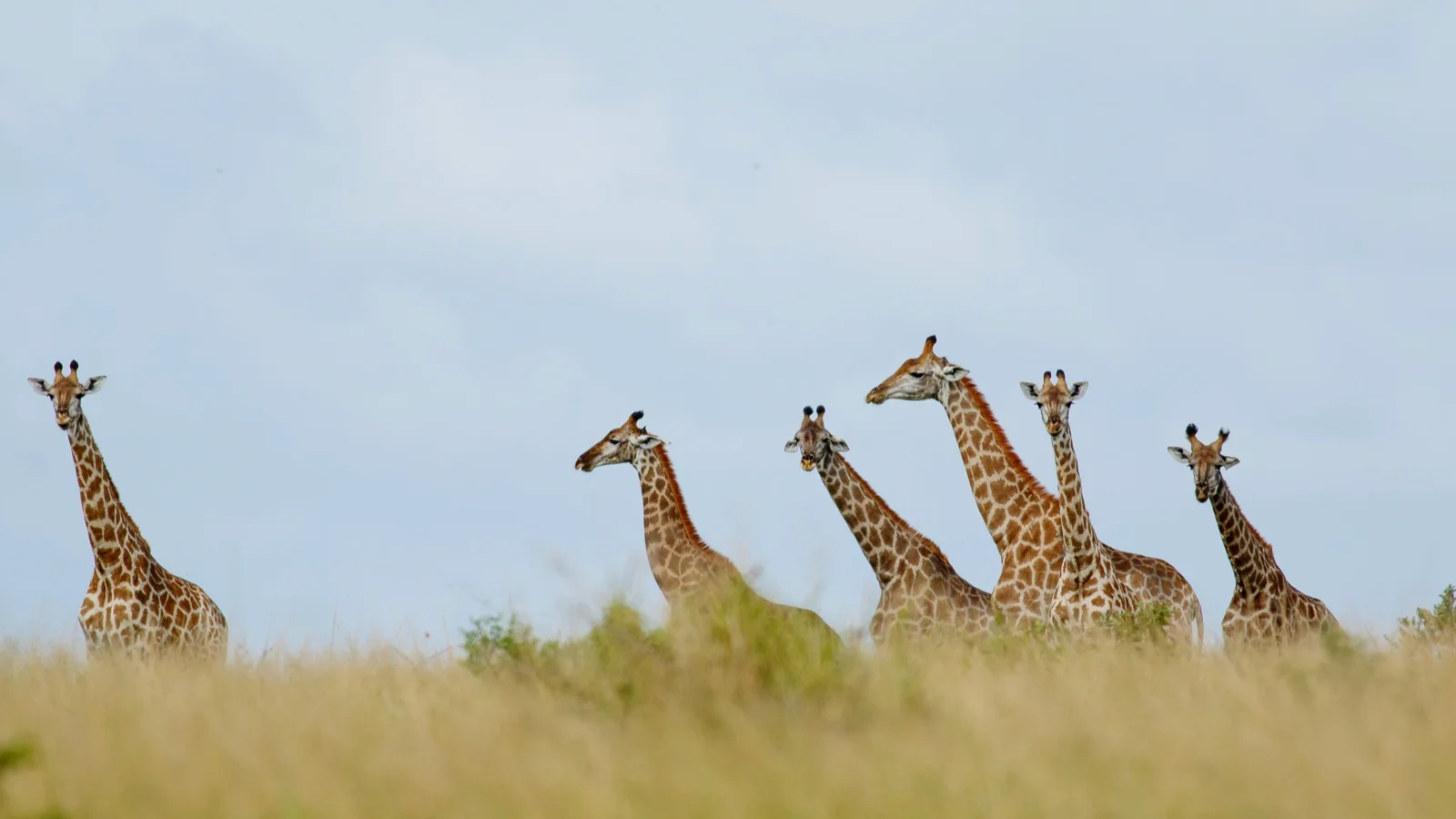 Six of the nine re-wilded giraffe of Ukuwela, April 2019. Photo by Charles Chessler.