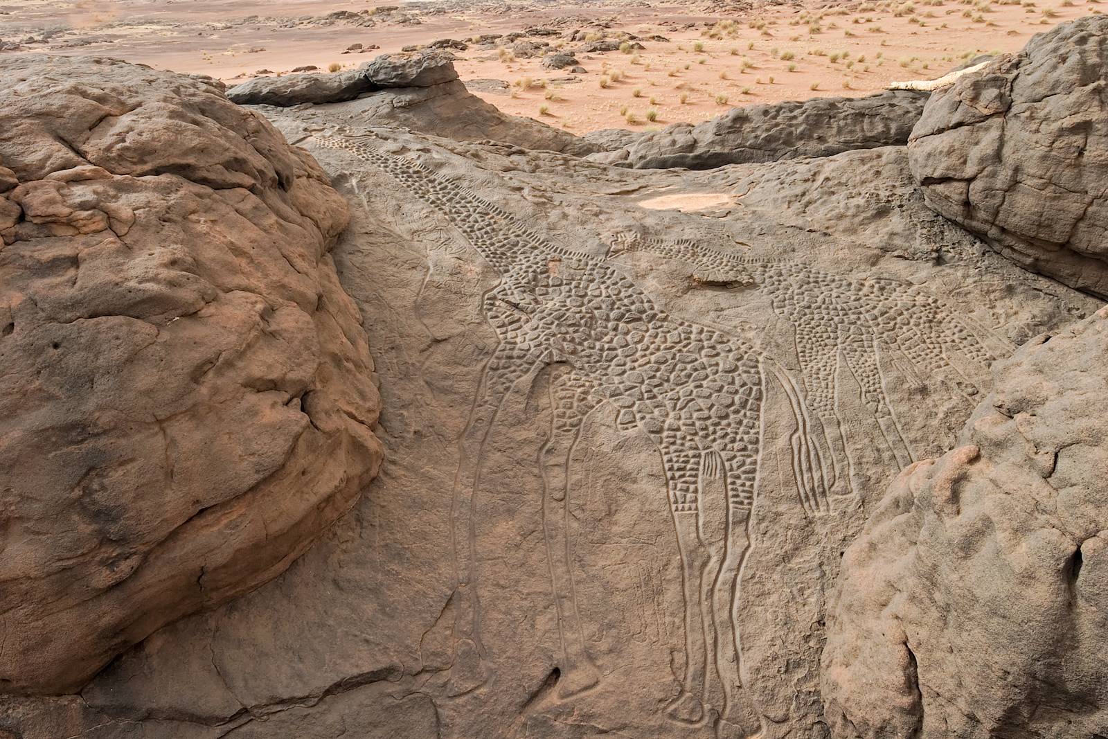 The Dabous Giraffes life-sized petroglyphs in the Ténéré Desert,Niger dating back to the New Stone Age at least 8000 years ago. Source: http:// i.imgur.com/LNaAwbN.jpg