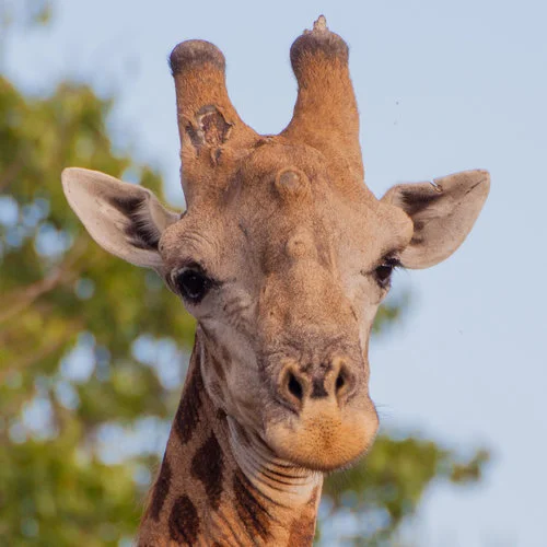 A male South African giraffe. Photo by Wendy Hapgood.