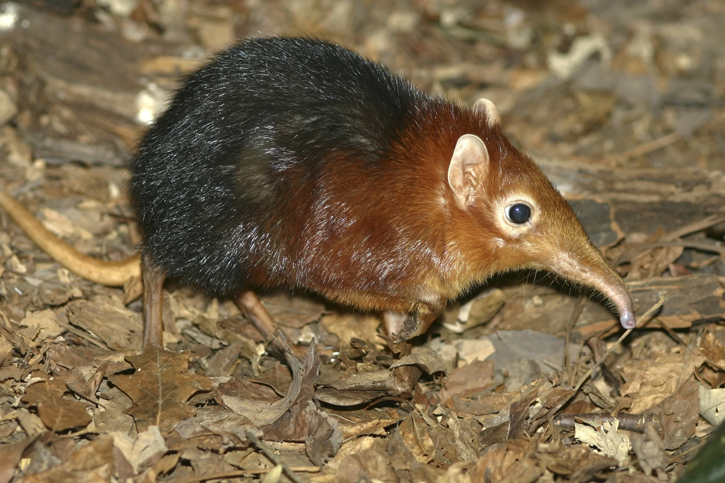 A black and rufous Sengi. Photo Credit: Brian Gatwick/WildScreen Exchange.