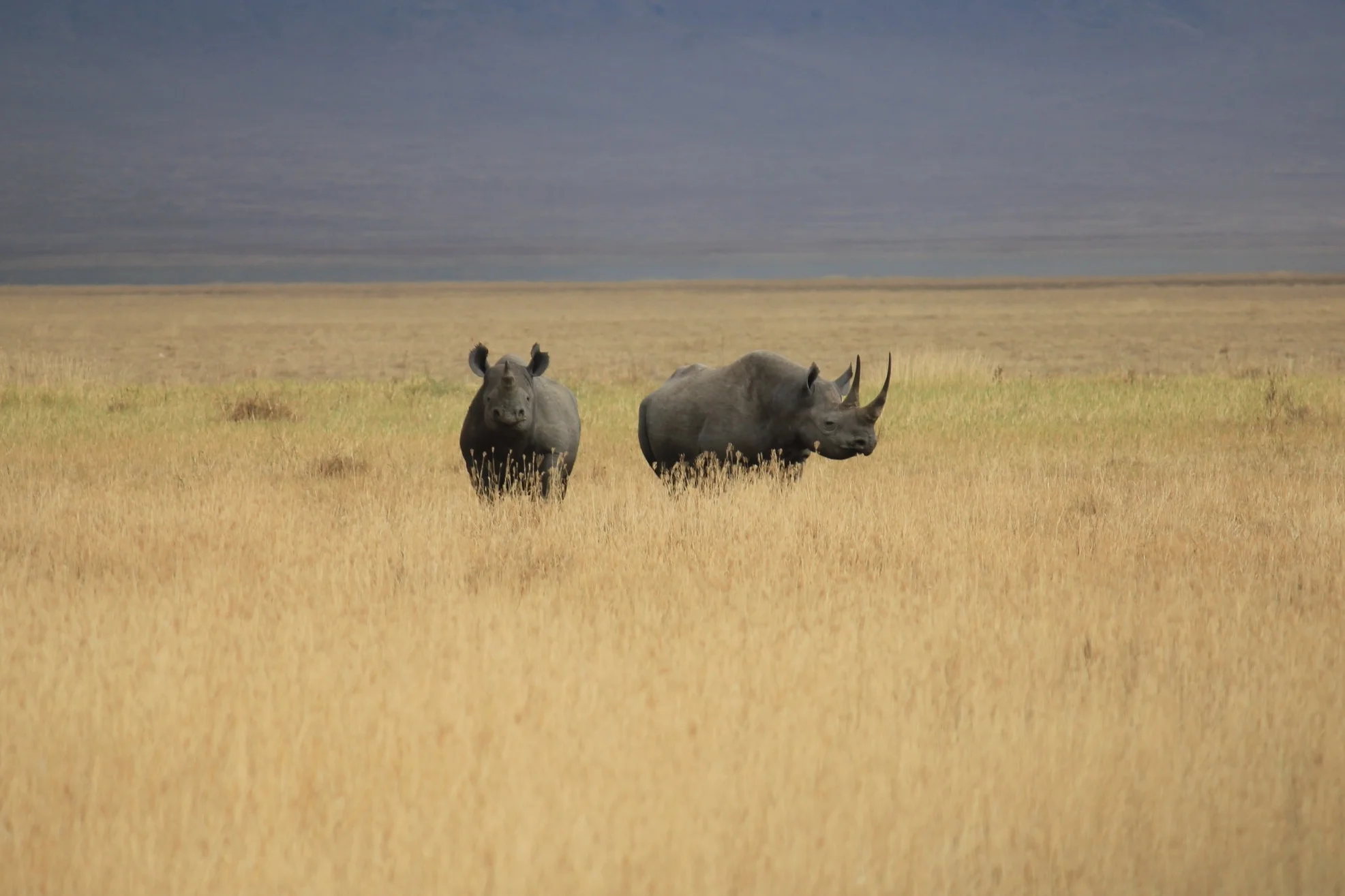 A pair of critically endangered black rhinoceros, Kenya. Photo credit: Peter Mugno.