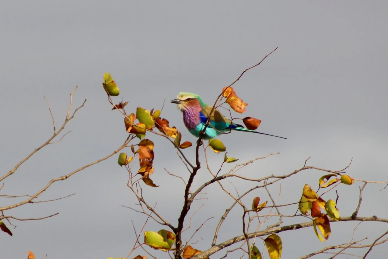 A Lilac Breasted Roller. Photo by Tori Gray.