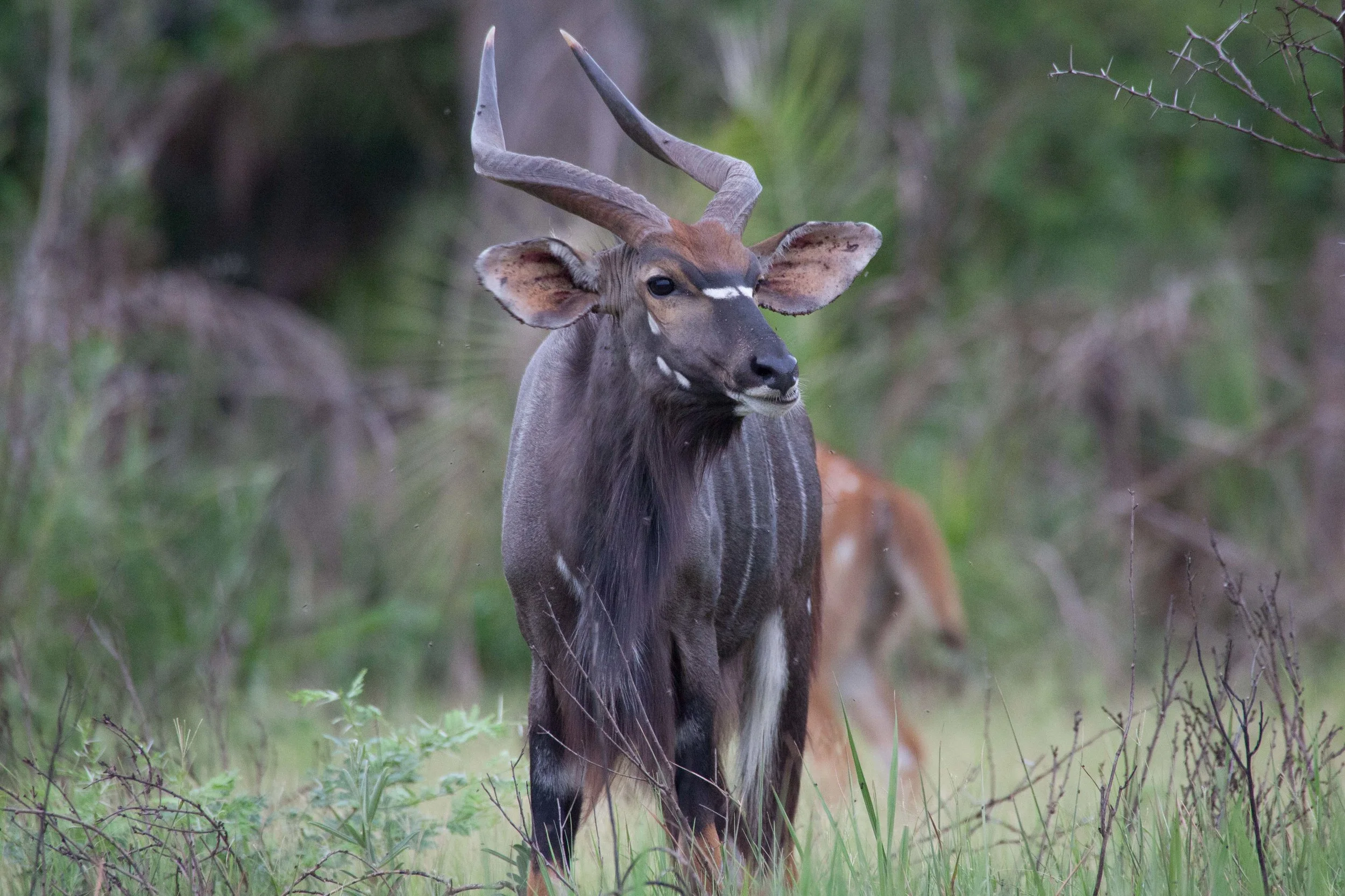 A male nyala at Tembe Elephant Park, South Africa. Photo: Wendy Hapgood