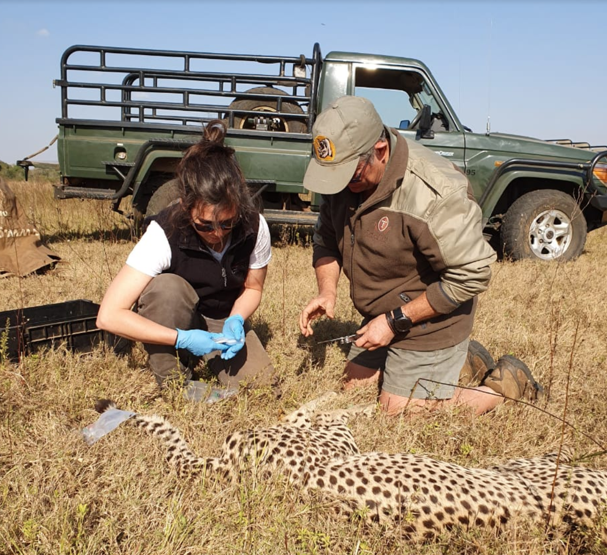 Researcher Elin Crockett collects blood samples alongside Dr. Mike Toft, local Wildlife Veterinarian, from an anesthetized cheetah at Phinda Private Game Reserve.