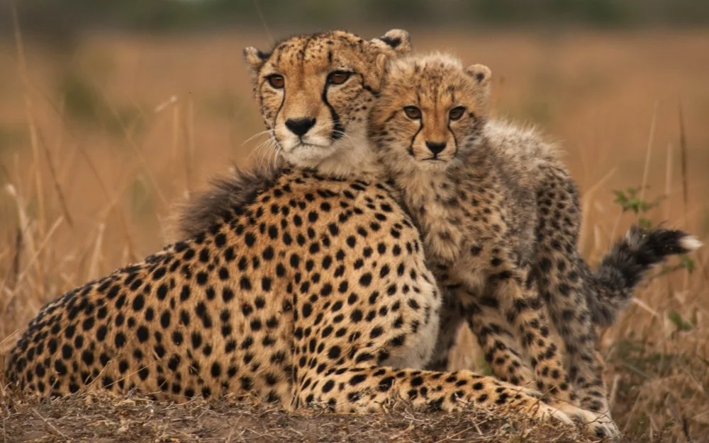 Photo by Axel Hunnicutt, taken at Phinda Private Game Reserve