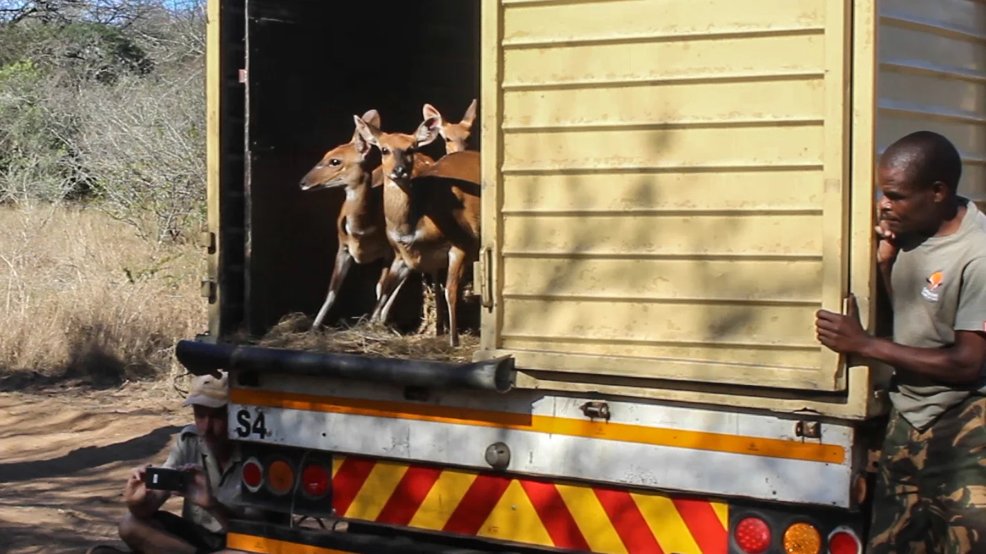 The female bushbuck gingerly look at their new surroundings before jumping out of the truck to complete their journey to Mfuleni.