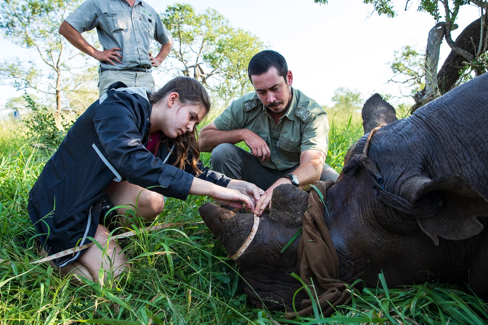Volunteer Izzy Nesci works with a park ranger to measure a rhino horn before a dehorning procedure. Photo Credit: Charles Chessler