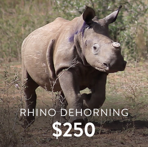 _0003_rhino-dehorning-2.png
