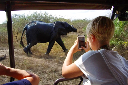 _0001_elephant-safari.png