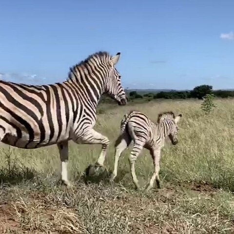 SIX ZEBRA FIND A SAFE HOME AT UKUWELA