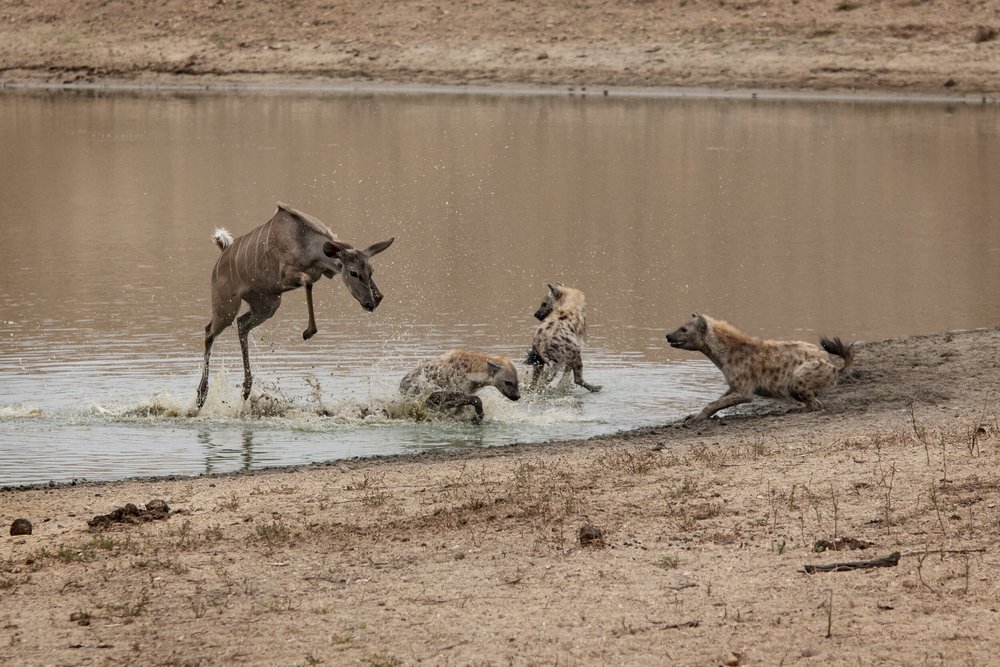10 Amazing Facts About Hyena Wild Tomorrow Fund