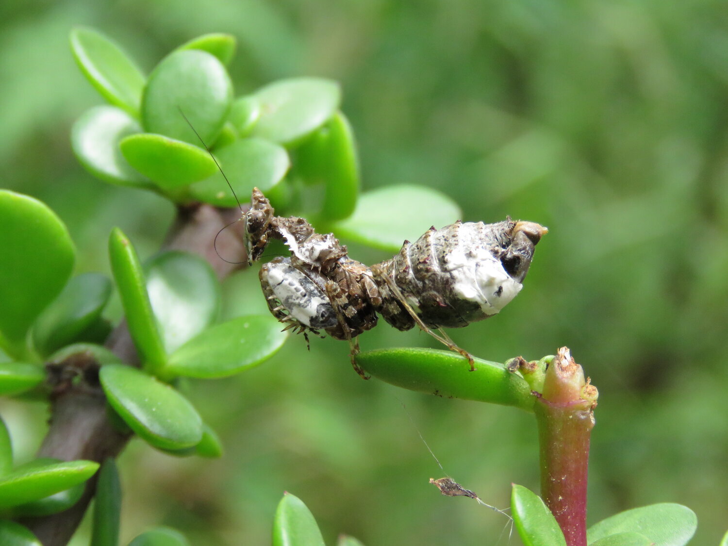 Common Name: Bird dropping mantis