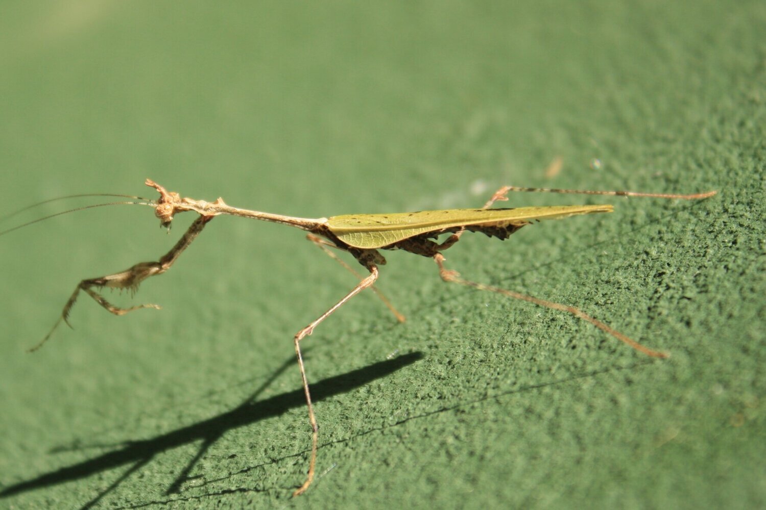 Common Name: Cryptic mantis