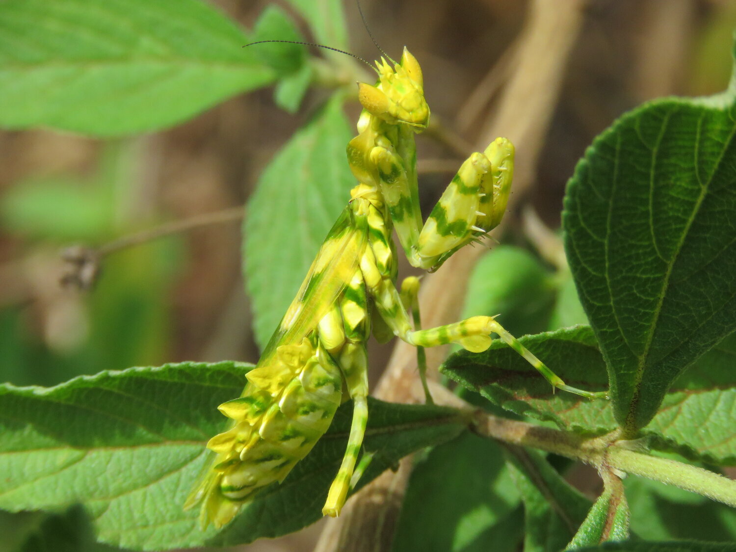 Common Name: Flower mantis